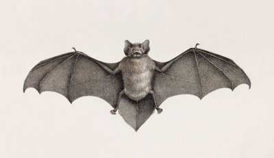 Pipitrelle-Fledermaus, Fledermäuse in Ägypten von Unbekannt