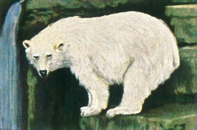 Eisbär von Spitzbergen, um 1928 von Unbekannt