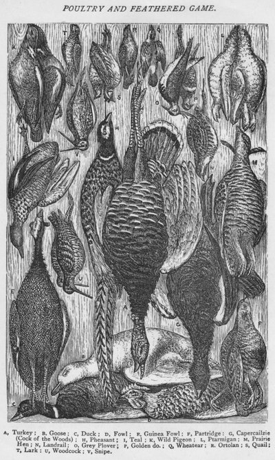 Geflügel und Federwild, 1907 von Unbekannt