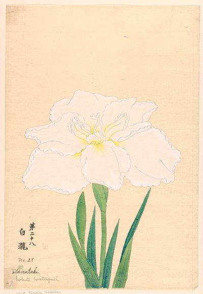 Druck, Weißer Wasserfall (Shirataki), Nr. 28 von Unbekannt