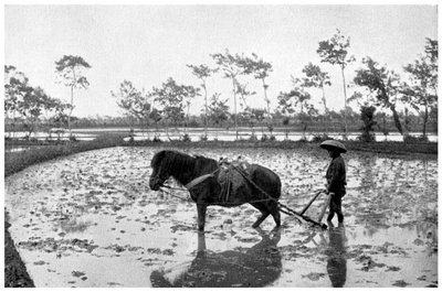Reisfeld harken, Japan, 1904 von Unbekannt