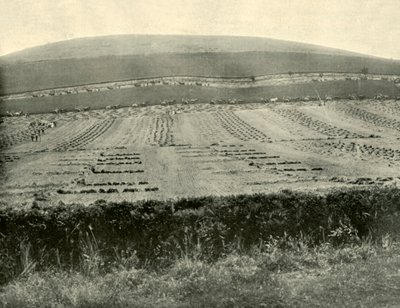 Wettbewerb für Mäher und Binder, Mount Blowhard, nahe Ballarat, 1901 von Unbekannt