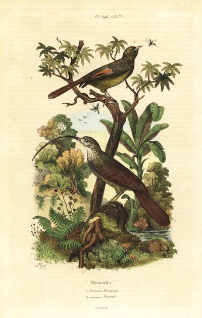 Rotschnabel-Sichelschnabel, Campylorhamphus trochilirostris und Olivbrauner Baumläufer, Sittasomus griseicapillus von Unbekannt
