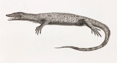 Reptilien: Tupinambis vom Nil von Unbekannt