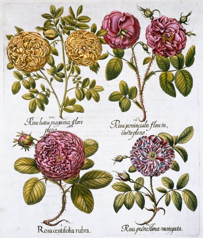 Rosen, 1613 von Unbekannt