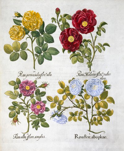 Rosen, 1613 von Unbekannt