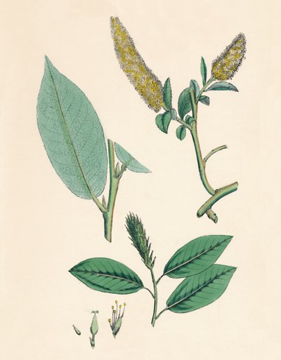 Salix pentandra. Lorbeer-Weide, 19. Jahrhundert von Unbekannt