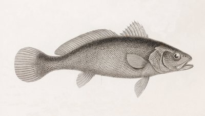 Sciene Corb, Nahaufnahme von Unbekannt