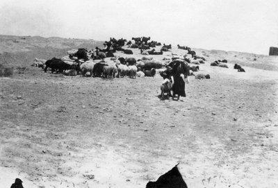 Schafe weiden außerhalb von Samarra, Mesopotamien, 1918 von Unbekannt