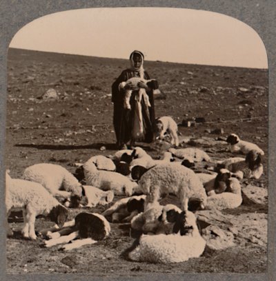Hirte und Herde, um 1900 von Unbekannt