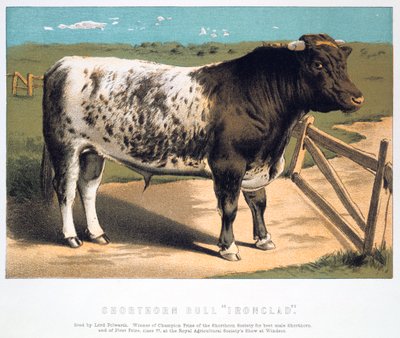 Shorthorn-Bulle Ironclad, 1875 von Unbekannt