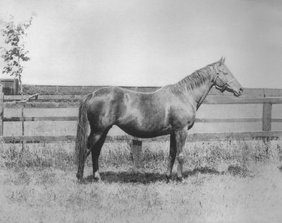 Signorina, 1911 von Unbekannt