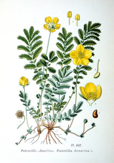 Gänsefingerkraut, 1893 von Unbekannt