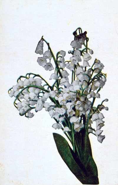 Schneeglöckchen, französische Blumenpostkarte, um 1900 von Unbekannt
