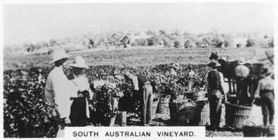 Weinberg in Südaustralien von Unbekannt