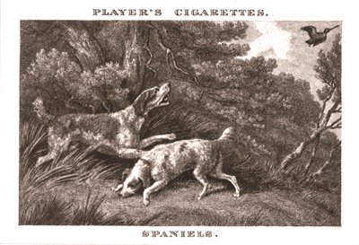 Spaniels, 1924 von Unbekannt