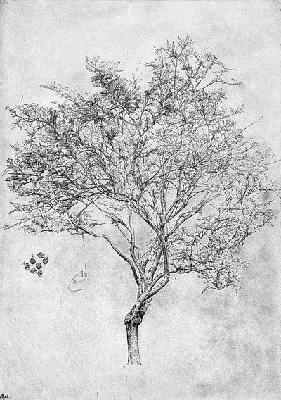 Studie eines Zitronenbaums, 1899 von Unbekannt