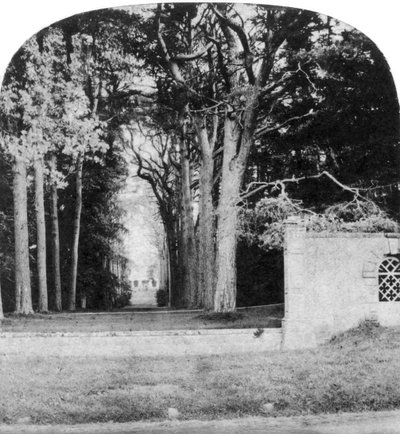 Die Allee, Guys Cliff, Warwick, frühes 20. Jahrhundert von Unbekannt