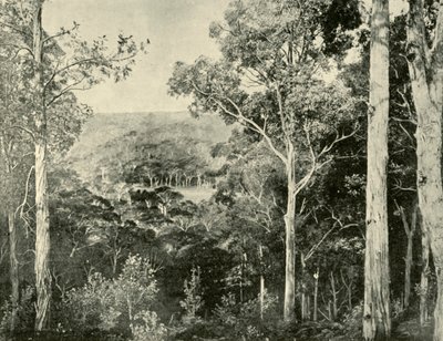 Die Blauen Berge, 1901 von Unbekannt