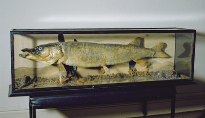 Der Dowdeswell-Hecht, Länge 135 cm von Unbekannt
