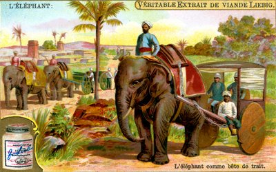 Der Elefant als Zugtier, um 1900 von Unbekannt