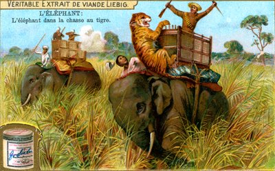 Der Elefant auf der Tigerjagd, um 1900 von Unbekannt