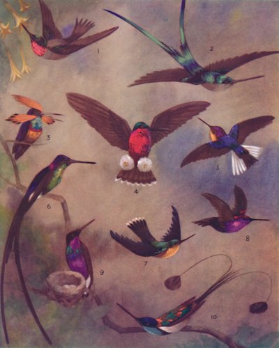 Die wunderbare Farbe der Kolibris, 1935 von Unbekannt