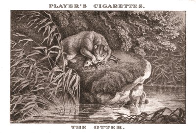 Der Otter von Unbekannt