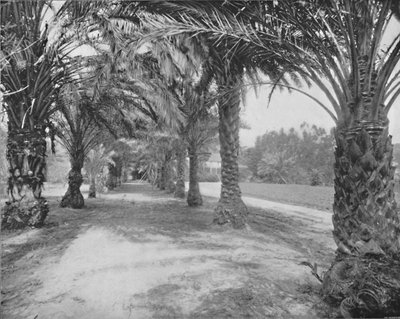 Die Palmen von Glenannie, Florida, 19. Jahrhundert von Unbekannt