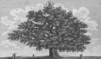 Die Penshurst-Eiche, 1794 von Unbekannt