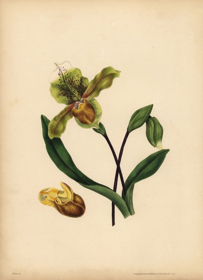Die edle Frauenschuh-Orchidee, Cypripedium reginae, Ähnlichkeit von Unbekannt