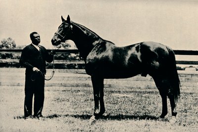 Vollblut-Rennpferd, Man O War, um 1920 von Unbekannt