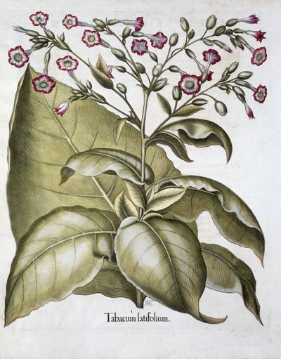 Tabakpflanze, 1613 von Unbekannt