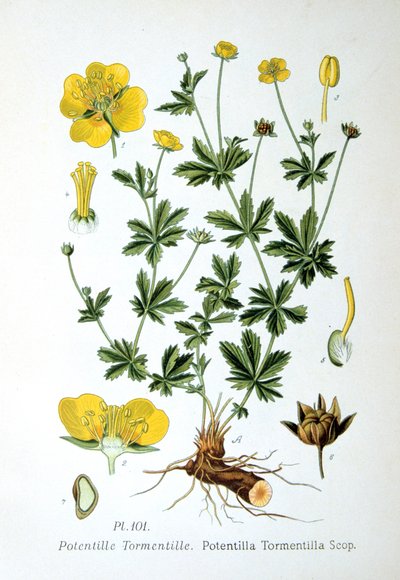 Tormentil von Unbekannt