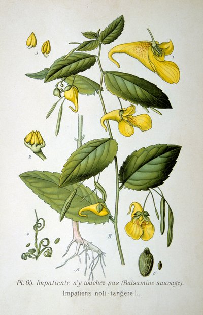 Springkraut, 1893 von Unbekannt