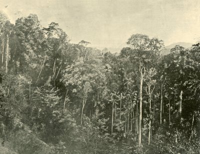 Tropische Sträucher, Blackall Range, Queensland, 1901 von Unbekannt