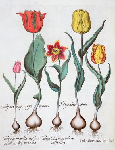 Tulpen, 1613 von Unbekannt