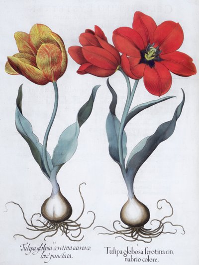 Tulpen, 1613 von Unbekannt