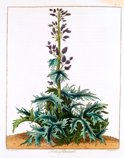 Türkenrhabarber, 1798 von Unbekannt