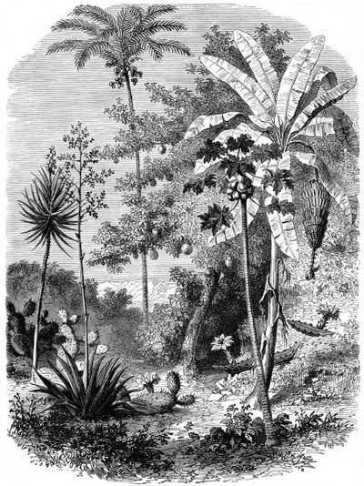 Blick auf die spanische Hauptküste, Guatemala, 1877 von Unbekannt