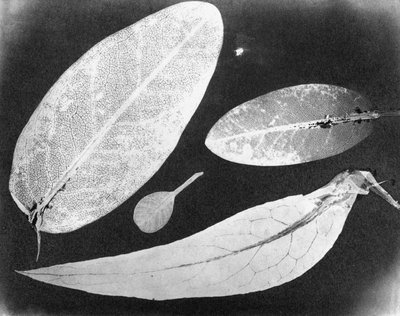 Wasserfixiertes Foto Vier Blätter, Sommer 1839 von Unbekannt