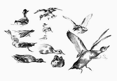 Wildenten, 1901 von Unbekannt