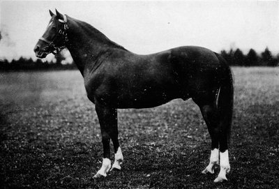 Wildjäger, 19. Jahrhundert, 1911 von Unbekannt