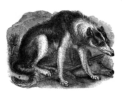 Wolfshund, 1848 von Unbekannt