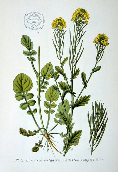 Gelbe Rakete, 1893 von Unbekannt