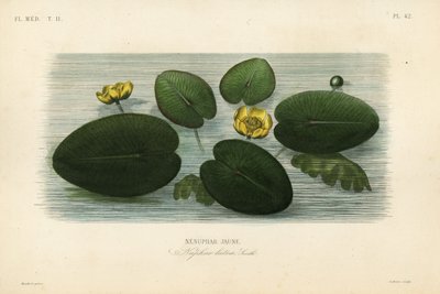 Gelbe Teichrose von Unbekannt