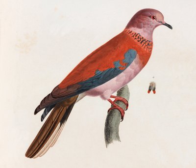 Eine Farbabbildung eines Vogels von Unbekannt