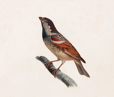 Eine Farbabbildung eines Vogels von Unbekannt