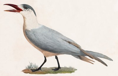 Farbillustration eines Vogels von Unbekannt