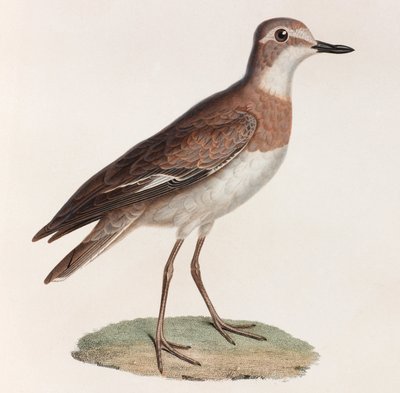 Farbillustration eines Vogels von Unbekannt